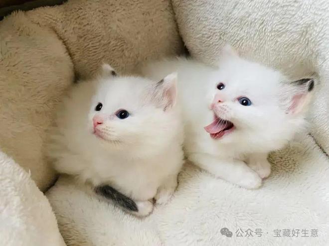 个新消费品从业者的五年创业思考麻将胡了2模拟器试玩深度 一(图4)